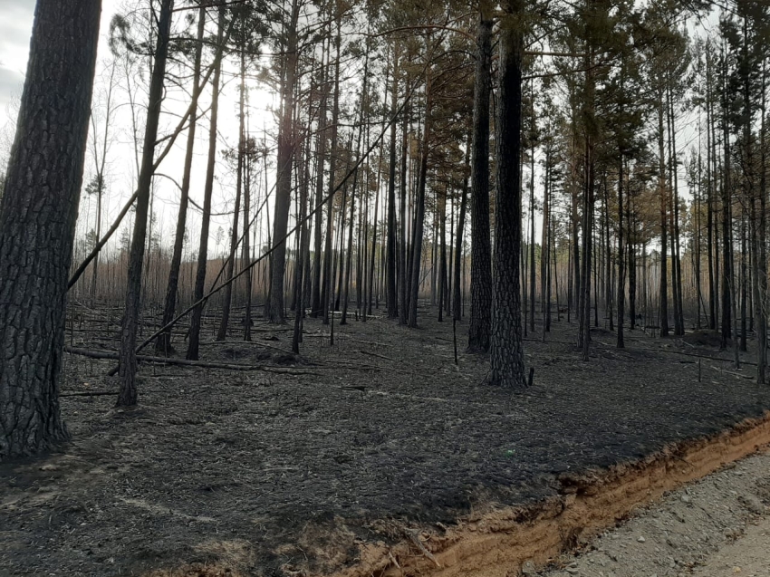 Минприроды: 22 апреля на территории Забайкалья ликвидировано 19 лесных пожаров